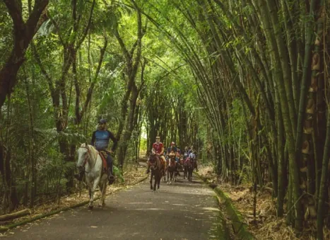Passeio a cavalo entre bambus